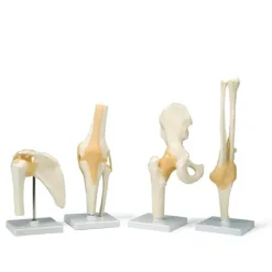 ARTICULATIONS MODÈLES ANATOMIQUES RÉALISTES 3B SCIENTIFIC - sur socle