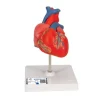 COEUR CLASSIQUE 2 PARTIES PAROI AMOVIBLE 3B SCIENTIFIC - modèle sur support