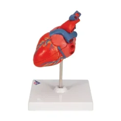 COEUR CLASSIQUE 2 PARTIES PAROI AMOVIBLE 3B SCIENTIFIC - modèle sur support