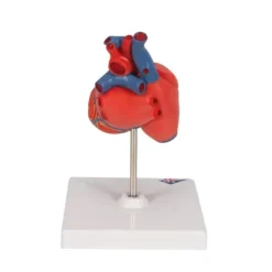 COEUR CLASSIQUE 2 PARTIES PAROI AMOVIBLE 3B SCIENTIFIC - modèle sur support