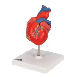 COEUR CLASSIQUE 2 PARTIES PAROI AMOVIBLE 3B SCIENTIFIC - modèle sur support