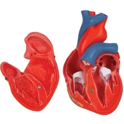 COEUR CLASSIQUE 2 PARTIES PAROI AMOVIBLE 3B SCIENTIFIC - modèle sur support