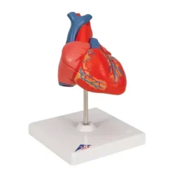 COEUR CLASSIQUE 2 PARTIES PAROI AMOVIBLE 3B SCIENTIFIC - modèle sur support