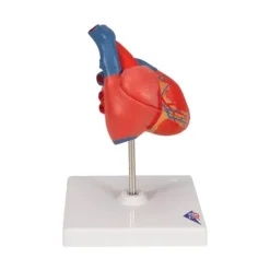 COEUR CLASSIQUE 2 PARTIES PAROI AMOVIBLE 3B SCIENTIFIC - modèle sur support