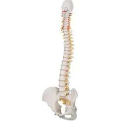COLONNE VERTÉBRALE MODÈLE ANATOMIQUE FLEXIBLE 3B SCIENTIFIC - taille adulte 74 cm