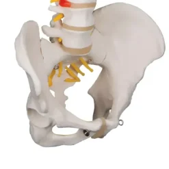 COLONNE VERTÉBRALE MODÈLE ANATOMIQUE FLEXIBLE 3B SCIENTIFIC - taille adulte 74 cm