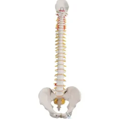 COLONNE VERTÉBRALE MODÈLE ANATOMIQUE FLEXIBLE 3B SCIENTIFIC - taille adulte 74 cm