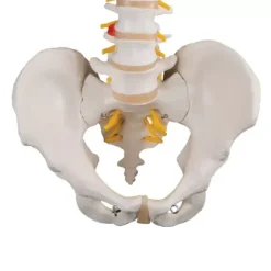 COLONNE VERTÉBRALE MODÈLE ANATOMIQUE FLEXIBLE 3B SCIENTIFIC - taille adulte 74 cm
