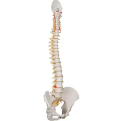 COLONNE VERTÉBRALE MODÈLE ANATOMIQUE FLEXIBLE 3B SCIENTIFIC - taille adulte 74 cm