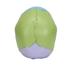 CRÂNE ARTICULÉ 22 PIÈCES MODÈLE DIDACTIQUE 3B SCIENTIFIC
