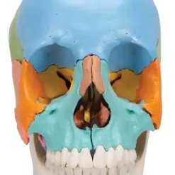 CRÂNE ARTICULÉ 22 PIÈCES MODÈLE DIDACTIQUE 3B SCIENTIFIC