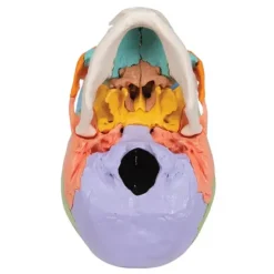 CRÂNE ARTICULÉ 22 PIÈCES MODÈLE DIDACTIQUE 3B SCIENTIFIC