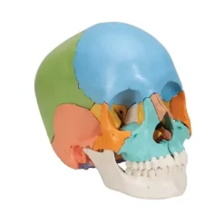 CRÂNE ARTICULÉ 22 PIÈCES MODÈLE DIDACTIQUE 3B SCIENTIFIC