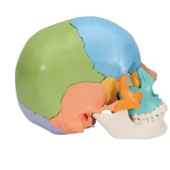CRÂNE ARTICULÉ 22 PIÈCES MODÈLE DIDACTIQUE 3B SCIENTIFIC