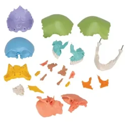 CRÂNE ARTICULÉ 22 PIÈCES MODÈLE DIDACTIQUE 3B SCIENTIFIC