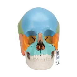 CRÂNE ARTICULÉ 22 PIÈCES MODÈLE DIDACTIQUE 3B SCIENTIFIC