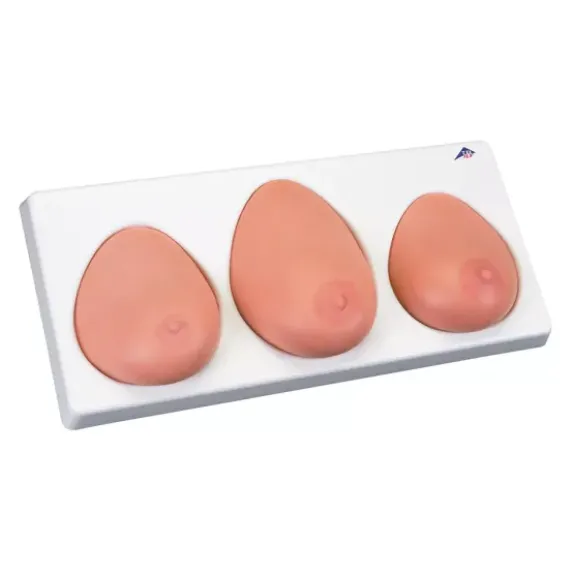 MODÈLE DE PALPATION MAMMAIRE 3 SEINS SUR SOCLE 3B SCIENTIFIC - 3 seins