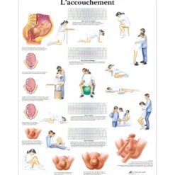 PLANCHES ANATOMIQUES ACCOUCHEMENT PLASTIFIÉES RECTO VERSO 3B SCIENTIFIC - 50 x 67 cm