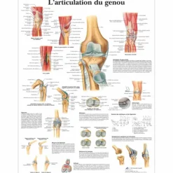 PLANCHES ANATOMIQUES ARTICULATION DU GENOU PLASTIFIÉES 3B SCIENTIFIC - 50 x 67 cm