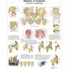 PLANCHES ANATOMIQUES BASSIN ET HANCHE FORMAT MURAL 3B SCIENTIFIC - 50 x 67 cm