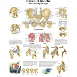 PLANCHES ANATOMIQUES BASSIN ET HANCHE FORMAT MURAL 3B SCIENTIFIC - 50 x 67 cm