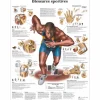 PLANCHES ANATOMIQUES BLESSURES SPORTIVES PLASTIFIÉES 3B SCIENTIFIC - 50 x 67 cm