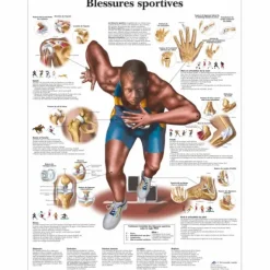 PLANCHES ANATOMIQUES BLESSURES SPORTIVES PLASTIFIÉES 3B SCIENTIFIC - 50 x 67 cm