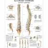 PLANCHES ANATOMIQUES COLONNE VERTÉBRALE PLASTIFIÉES 3B SCIENTIFIC - 50 x 67 cm