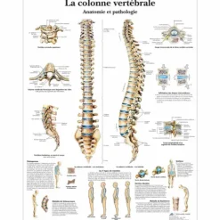 PLANCHES ANATOMIQUES COLONNE VERTÉBRALE PLASTIFIÉES 3B SCIENTIFIC - 50 x 67 cm
