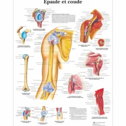 PLANCHES ANATOMIQUES EPAULE ET COUDE FORMAT POSTER 3B SCIENTIFIC - 50 x 67 cm
