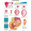 PLANCHES ANATOMIQUES GROSSESSE PLASTIFIÉES 3B SCIENTIFIC - format 50 x 67 cm