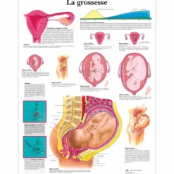 PLANCHES ANATOMIQUES GROSSESSE PLASTIFIÉES 3B SCIENTIFIC - format 50 x 67 cm