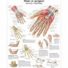 PLANCHES ANATOMIQUES MAIN ET POIGNET PLASTIFIÉES 3B SCIENTIFIC - format 50 x 67 cm