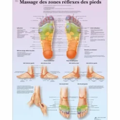 PLANCHES ANATOMIQUES MASSAGE DES ZONES REFLEXES DES PIEDS 3B SCIENTIFIC - 50 x 67 cm