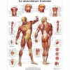 PLANCHES ANATOMIQUES MUSCULATURE FORMAT POSTER 3B SCIENTIFIC - 50 x 67 cm