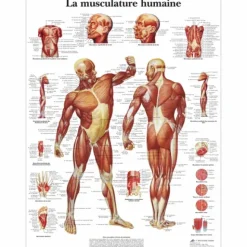 PLANCHES ANATOMIQUES MUSCULATURE FORMAT POSTER 3B SCIENTIFIC - 50 x 67 cm