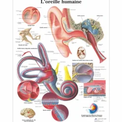 PLANCHES ANATOMIQUES OREILLE HUMAINE FORMAT POSTER 3B SCIENTIFIC - 50 x 67 cm