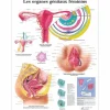 PLANCHES ANATOMIQUES ORGANES GÉNITAUX FÉMININ PLASTIFIÉES 3B SCIENTIFIC - format 50 x 67 cm