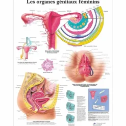 PLANCHES ANATOMIQUES ORGANES GÉNITAUX FÉMININ PLASTIFIÉES 3B SCIENTIFIC - format 50 x 67 cm