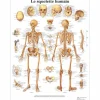 PLANCHES ANATOMIQUES SQUELETTE HUMAIN 3B SCIENTIFIC - format 50 x 67 cm