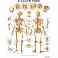 PLANCHES ANATOMIQUES SQUELETTE HUMAIN 3B SCIENTIFIC - format 50 x 67 cm