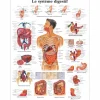 PLANCHES ANATOMIQUES SYSTÈME DIGESTIF FORMAT POSTER 3B SCIENTIFIC - 50 x 67 cm
