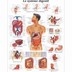 PLANCHES ANATOMIQUES SYSTÈME DIGESTIF FORMAT POSTER 3B SCIENTIFIC - 50 x 67 cm