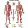 PLANCHES ANATOMIQUES SYSTÈME NERVEUX PLASTIFIÉES 3B SCIENTIFIC - 50 x 67 cm