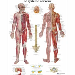 PLANCHES ANATOMIQUES SYSTÈME NERVEUX PLASTIFIÉES 3B SCIENTIFIC - 50 x 67 cm