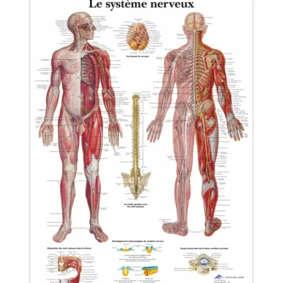 PLANCHES ANATOMIQUES SYSTÈME NERVEUX PLASTIFIÉES 3B SCIENTIFIC - 50 x 67 cm