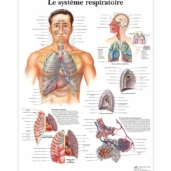 PLANCHES ANATOMIQUES SYSTÈME RESPIRATOIRE 3B SCIENTIFIC - format 50 x 67 cm