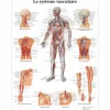 PLANCHES ANATOMIQUES SYSTÈME VASCULAIRE 3B SCIENTIFIC - format 50 x 67 cm
