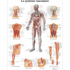 PLANCHES ANATOMIQUES SYSTÈME VASCULAIRE 3B SCIENTIFIC - format 50 x 67 cm