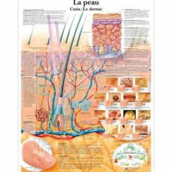 PLANCHES MURALES LA PEAU LAMINÉE 3B SCIENTIFIC - 50 x 67 cm